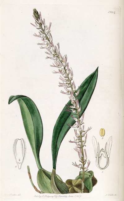 Bulbophyllum cocoinum by Miss Drake